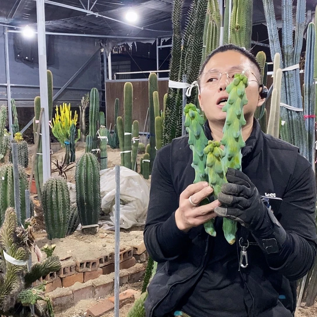 福禄寿侧牙高20/30/40公分（共3颗）