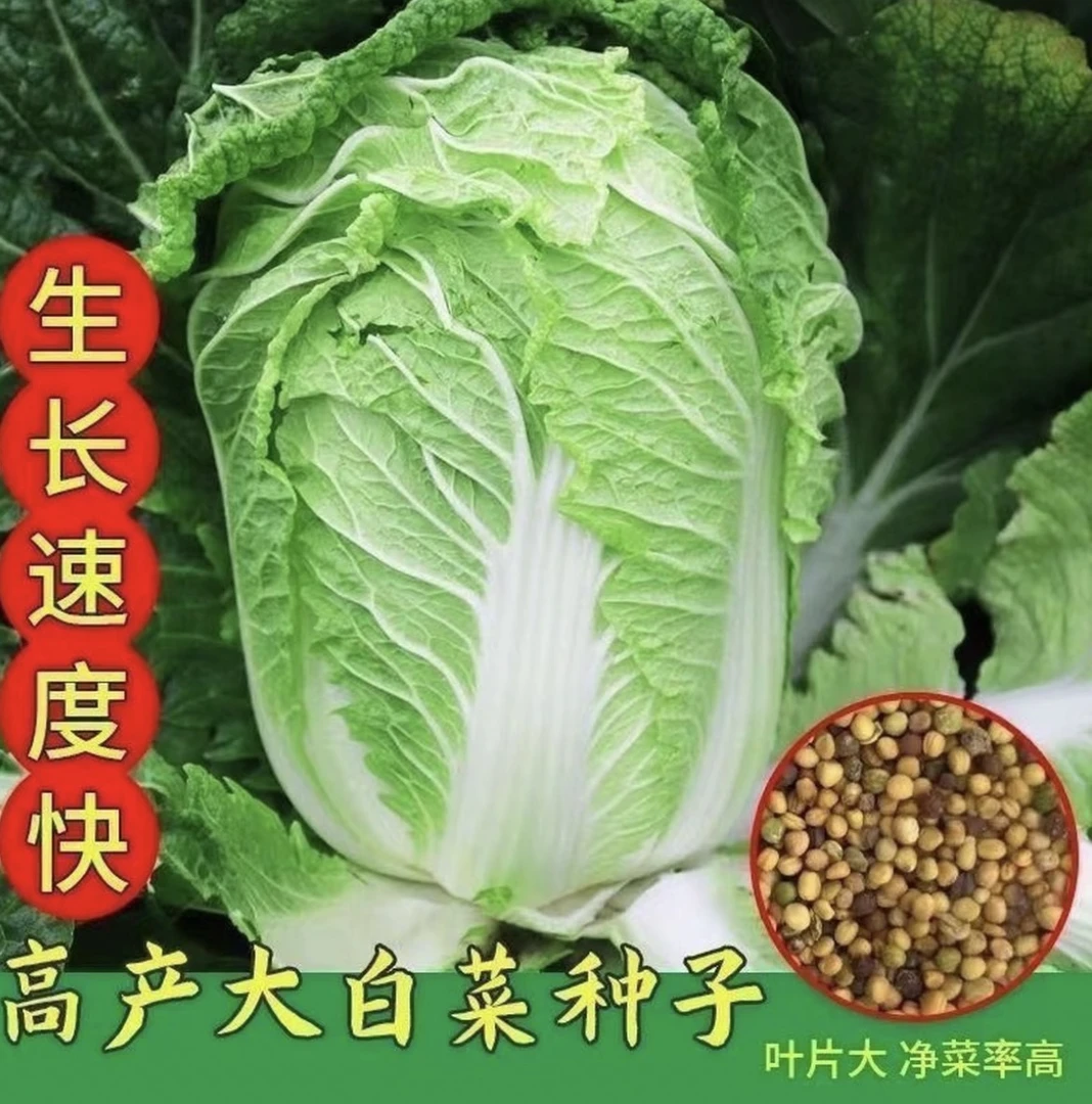 【冬储 38斤大白菜种子】家庭阳台小院盆栽地裁四季种植夏秋播