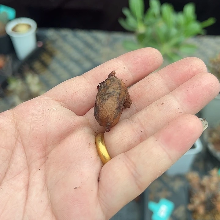 肾叶杨奎多肉植物