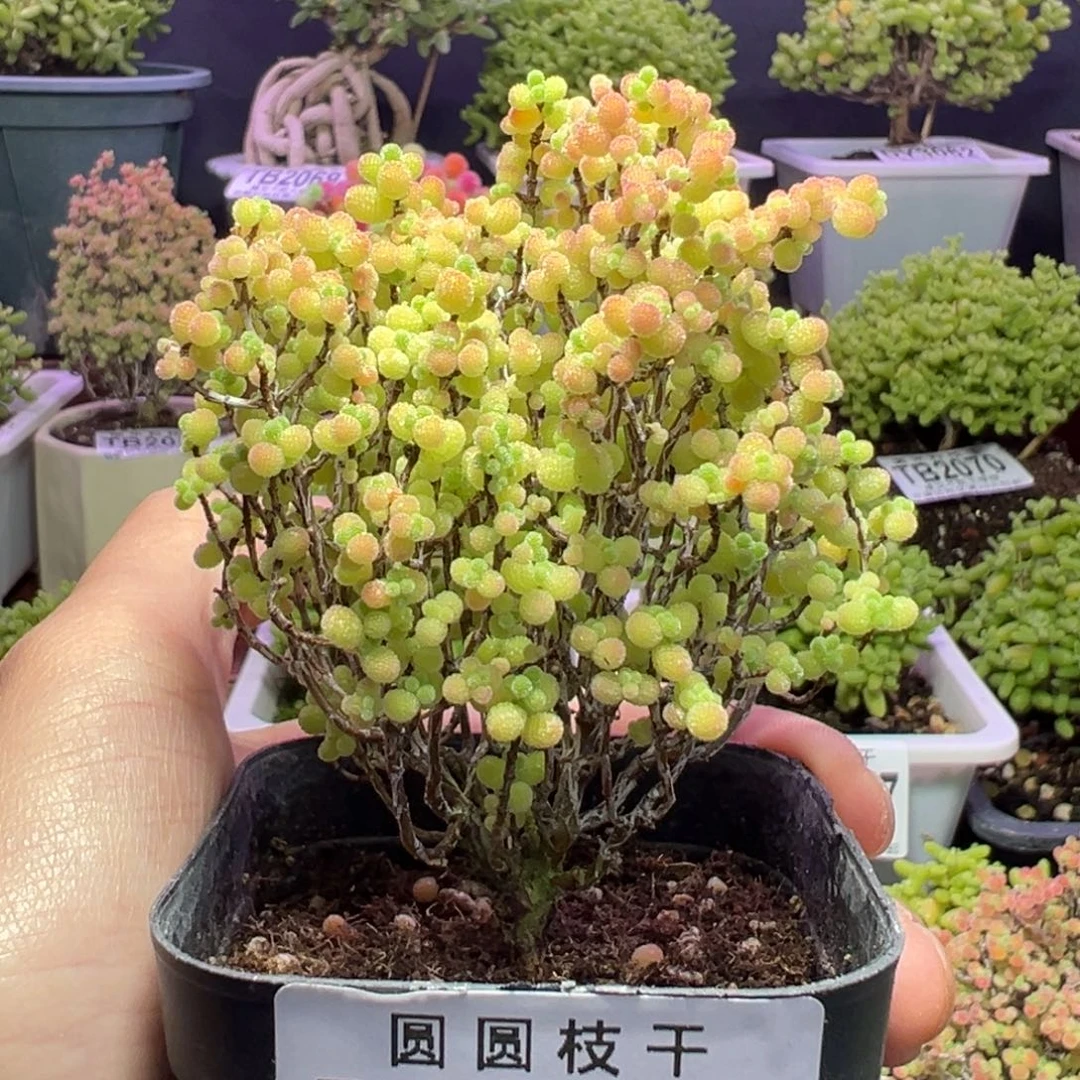 3056蜜橘糖球一物一拍