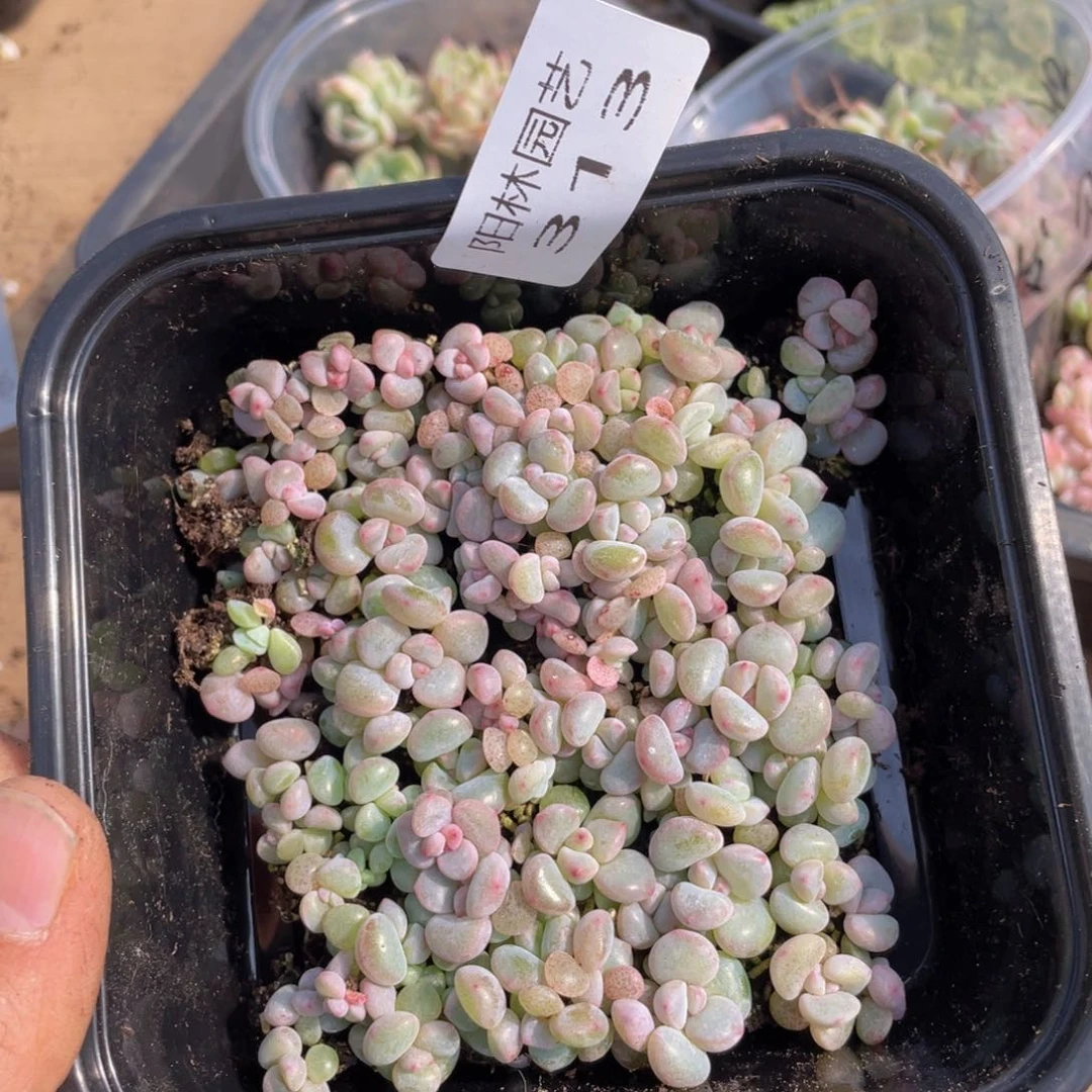 多肉植物多肉植物313