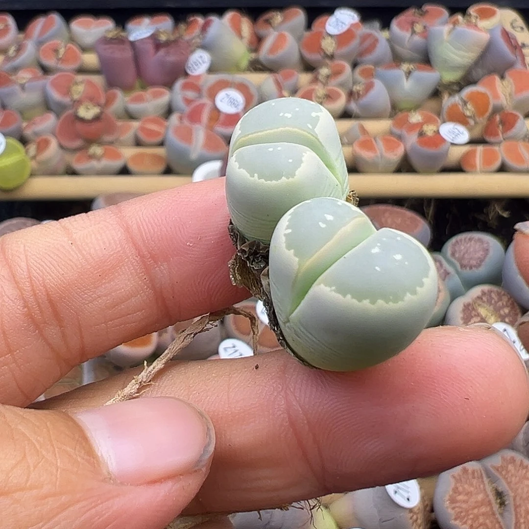 1748 部分有伤长腿生石花清货不售后