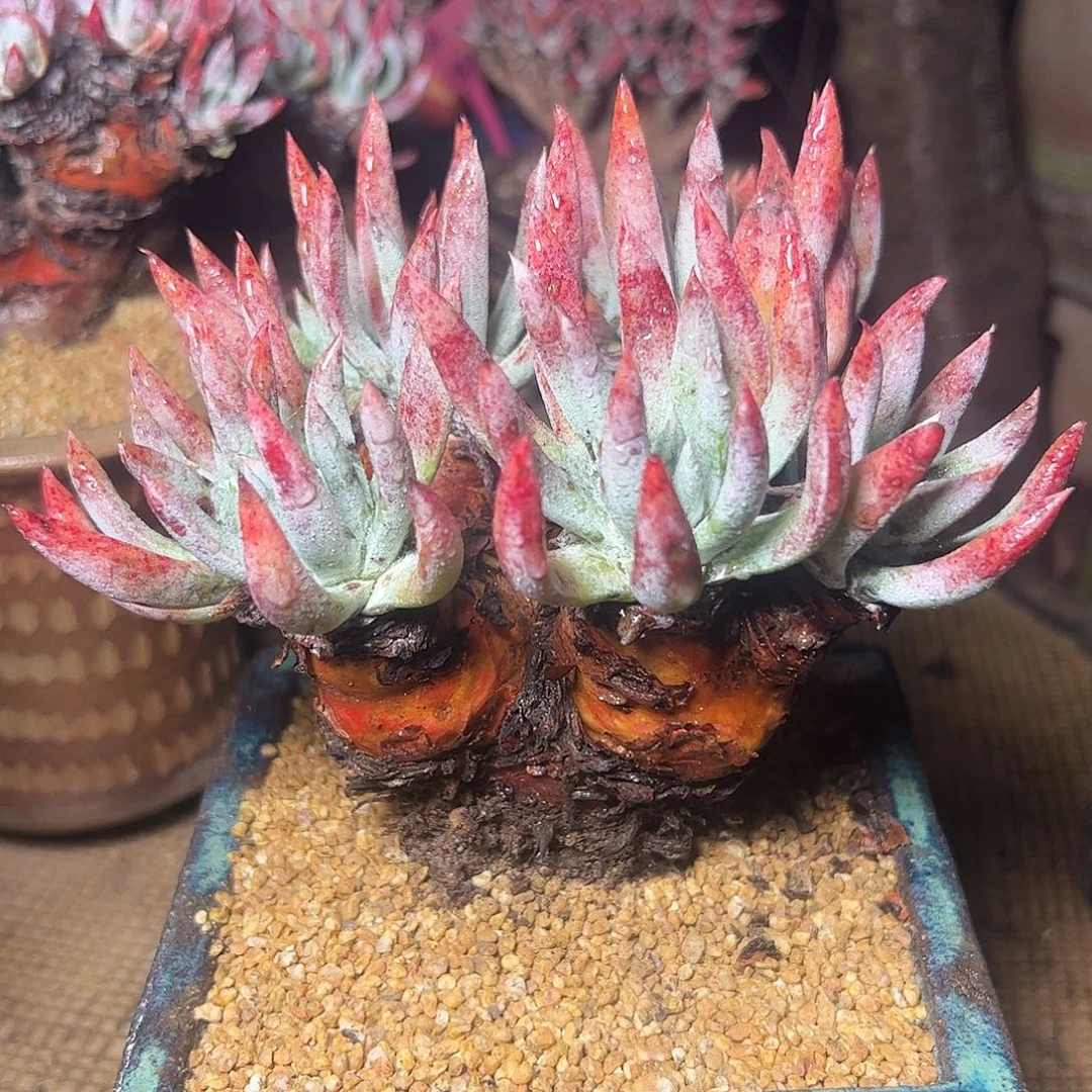 4147海瑟仙女杯多肉