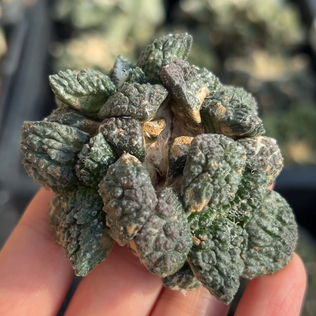 17 有根 仙人球的世界