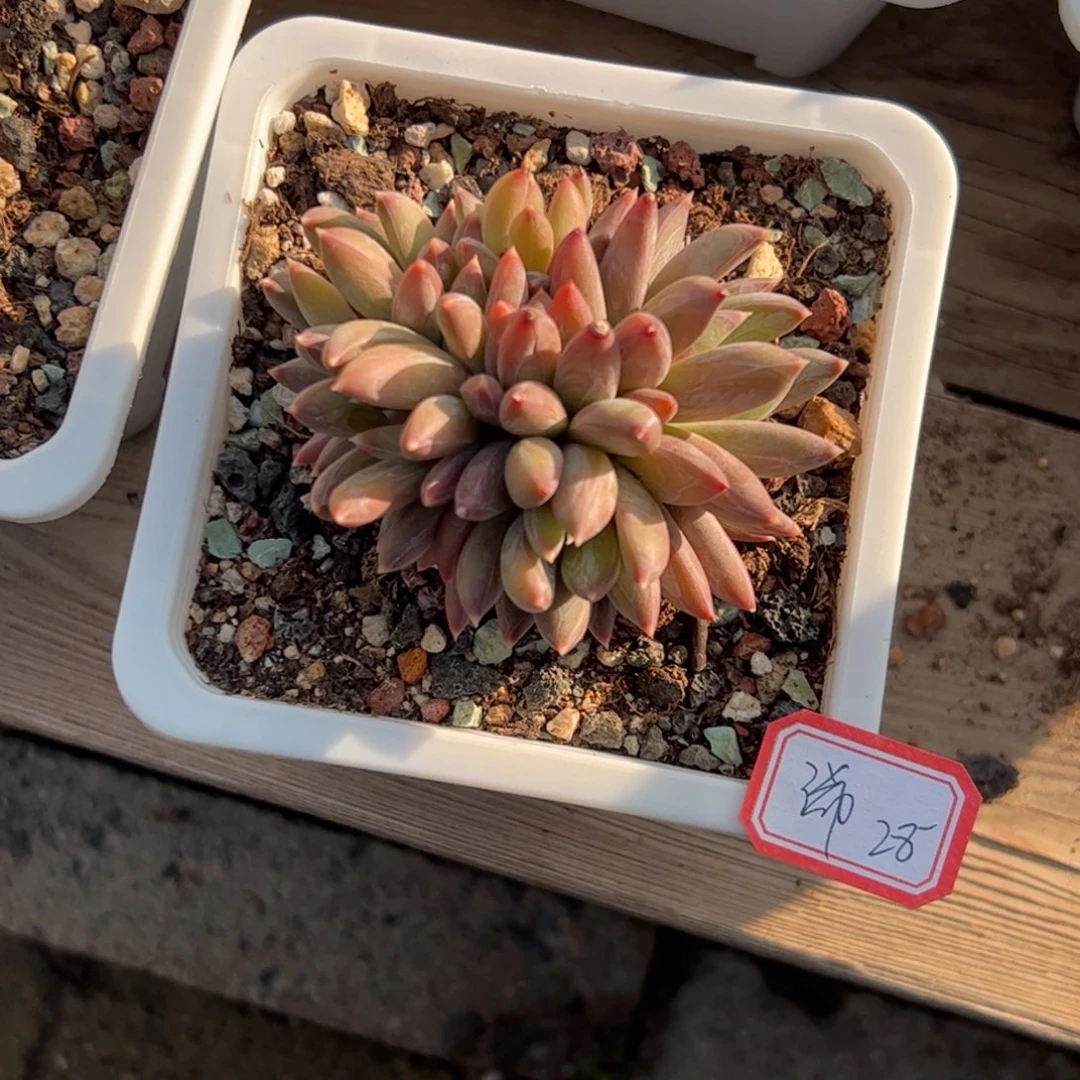 多肉植物多的植物