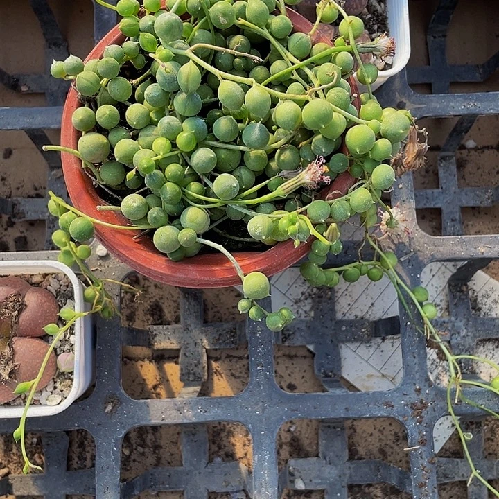 佛珠3.8带盆土发货