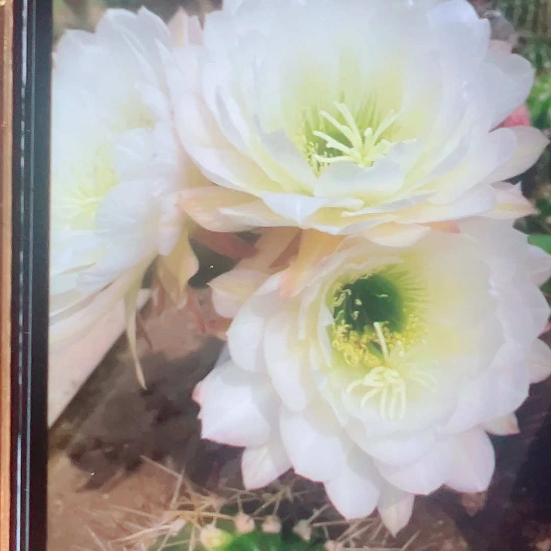 毛花柱 314侧芽 满20包邮