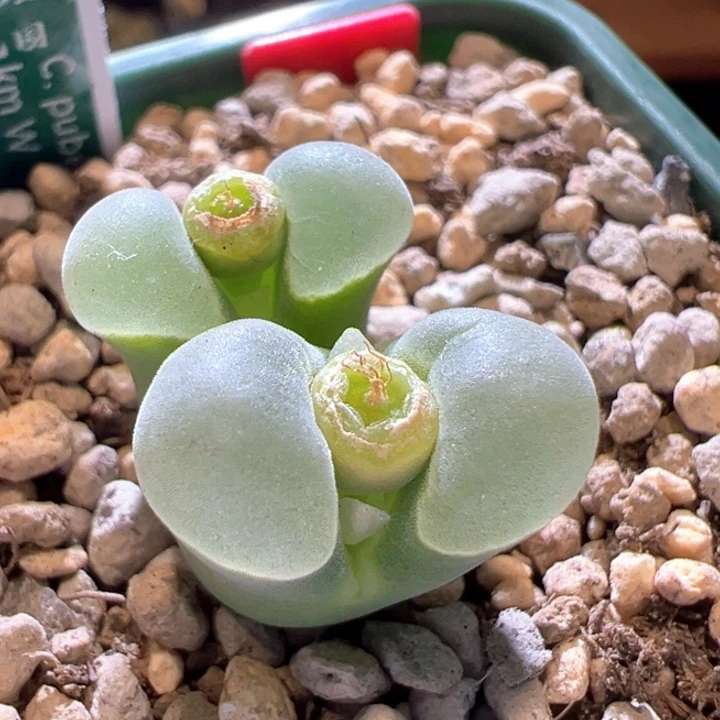 b***u191。 青蛙种源优选四年母本2151