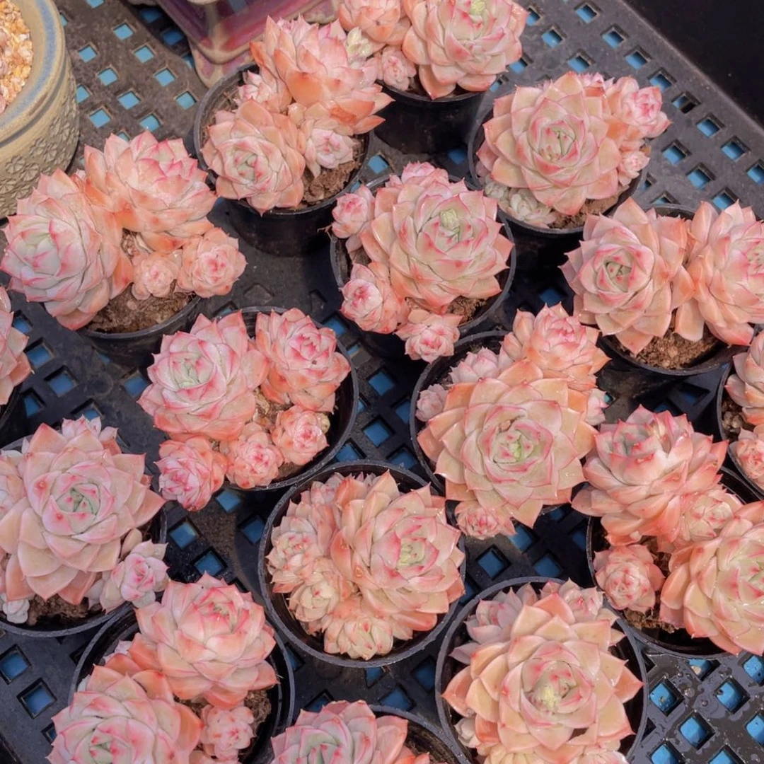 量拍56号 宽叶粉透大乔双头起两个