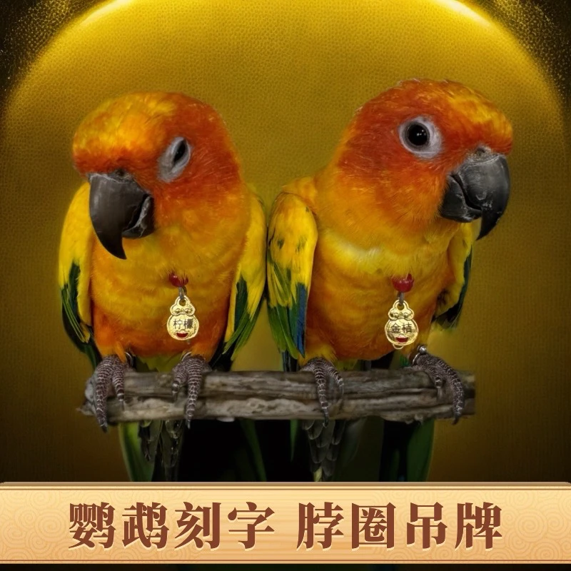 鹦鹉脖圈刻字定制脚链玄凤金太阳和尚小太阳牡丹鹦鹉户外拴鸟链子