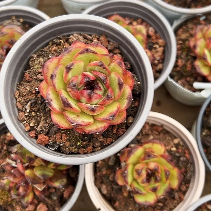 单头      山果珍妮