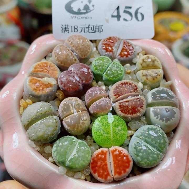生石花花花花花花花456
