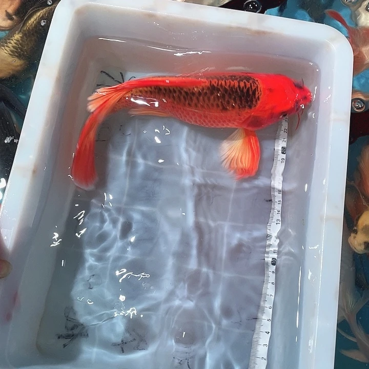 蝴蝶鲤鱼渔场直发09