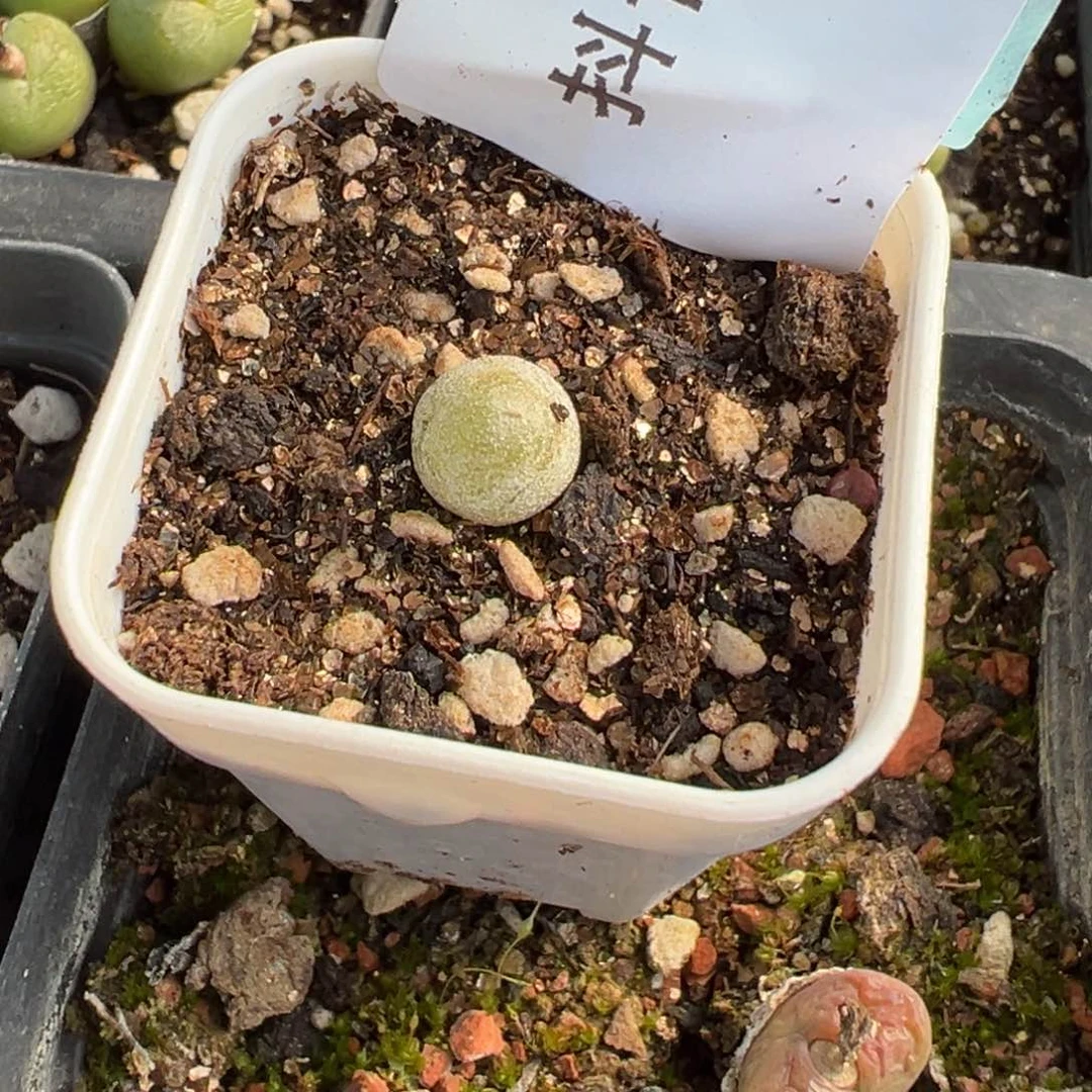 20-94哈莫灯泡多肉植物