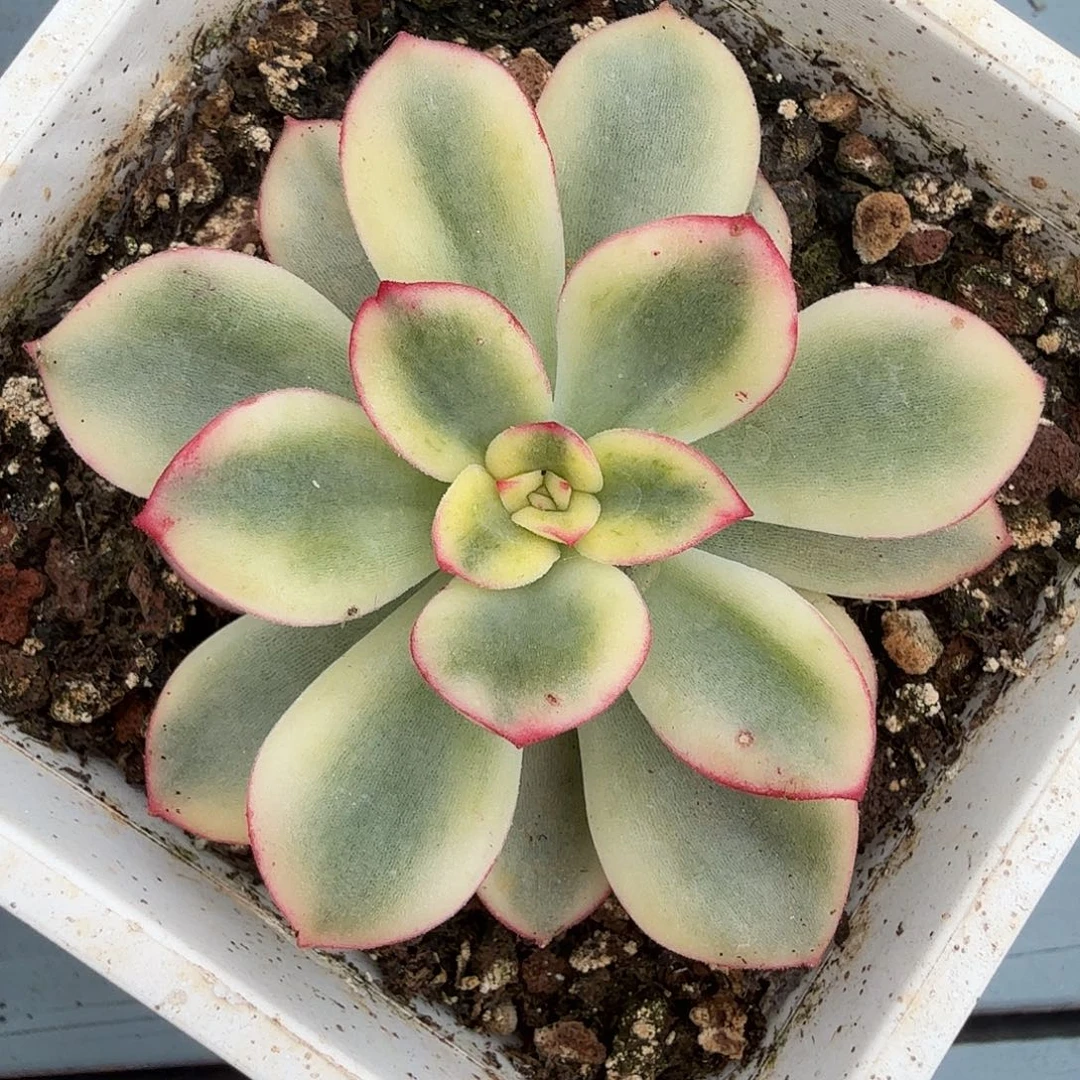 紫梦锦，多肉植物。