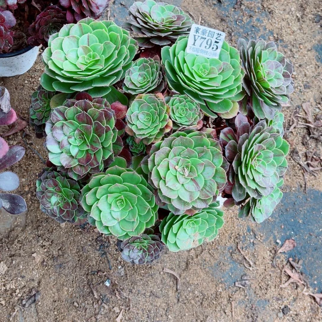 795花月夜尺寸35左右2