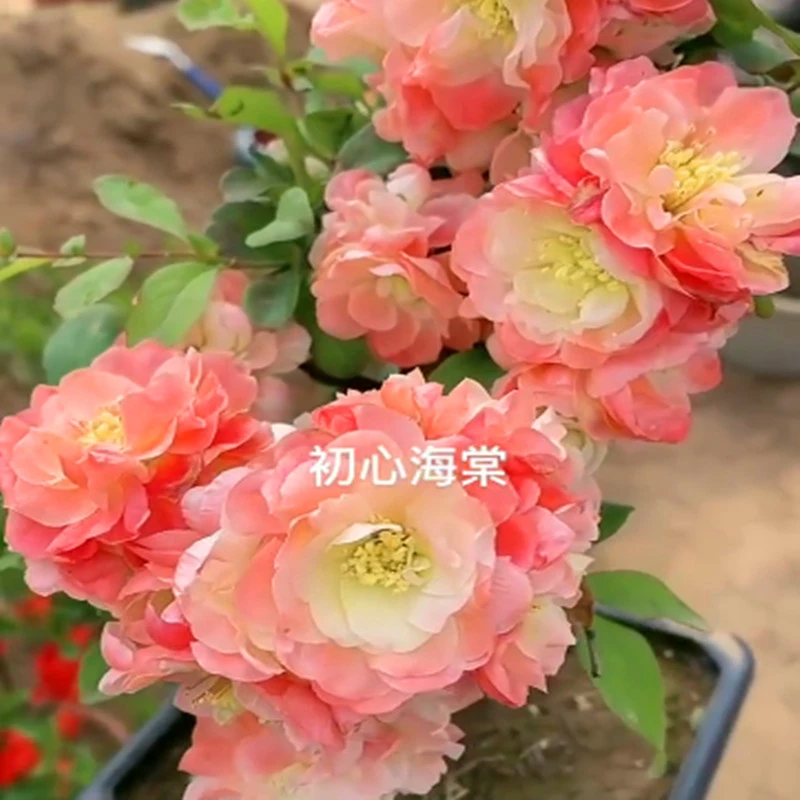 原生初心 海棠 带花苞