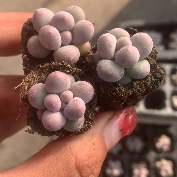 彩虹奶10颗。（满9.99包邮不满9.99发叶子）