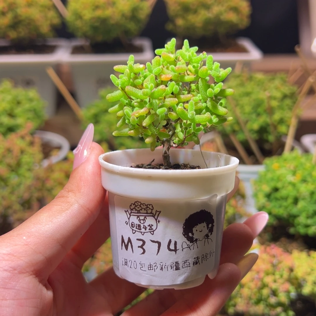 374蜜橘一物一拍带盆土发货