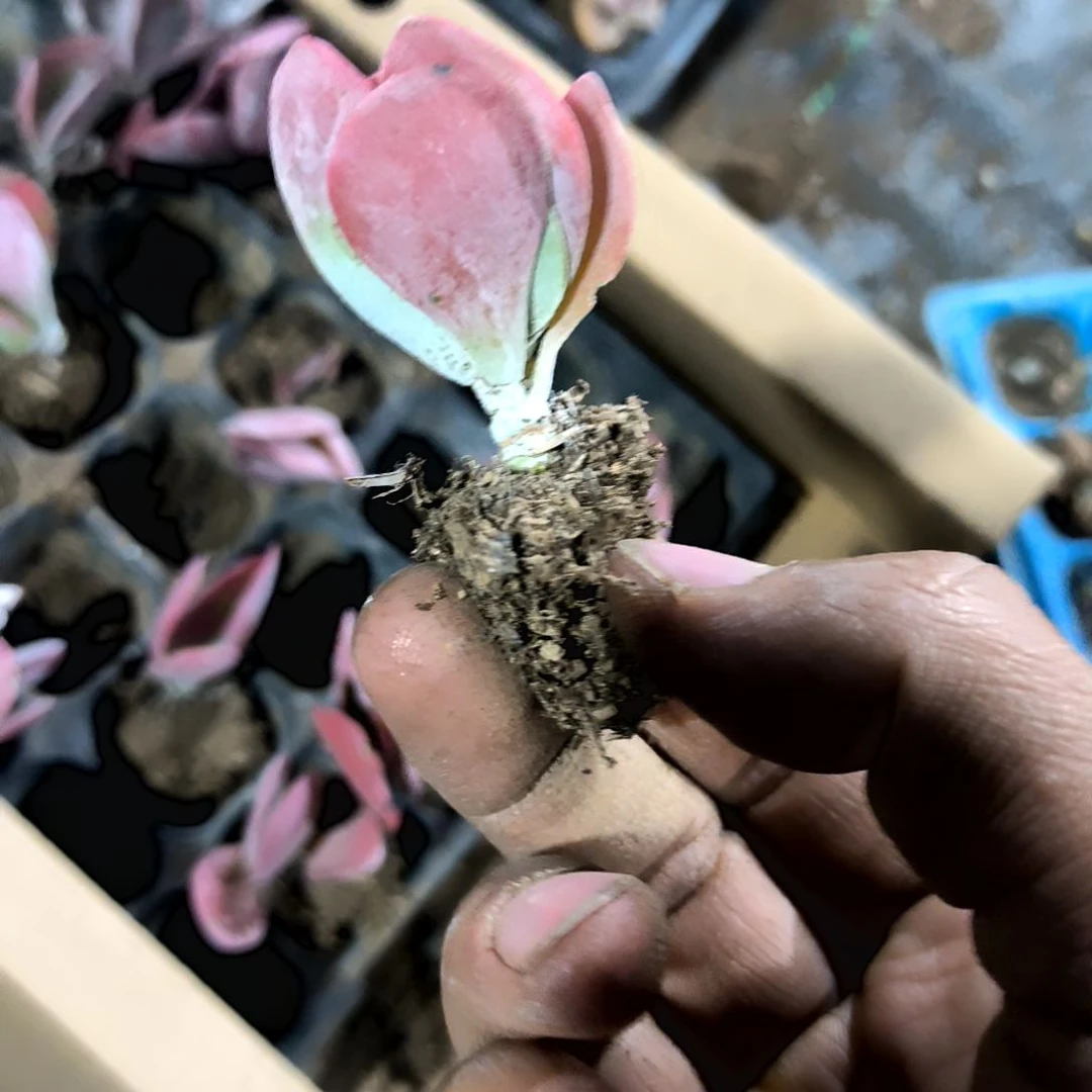 满6元包邮，唐印小老庄