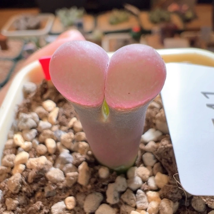 ****）541。 青蛙鲑鱼粉5年 长腿福利