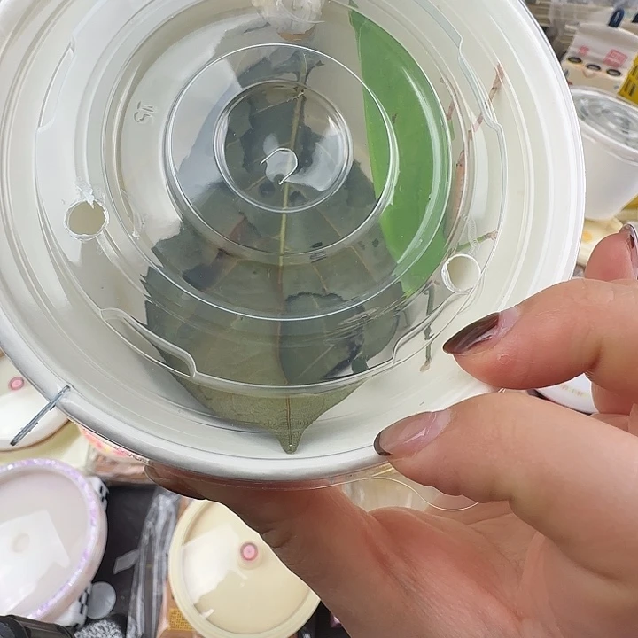 蟋蟀海南素背寿命达12个月…………