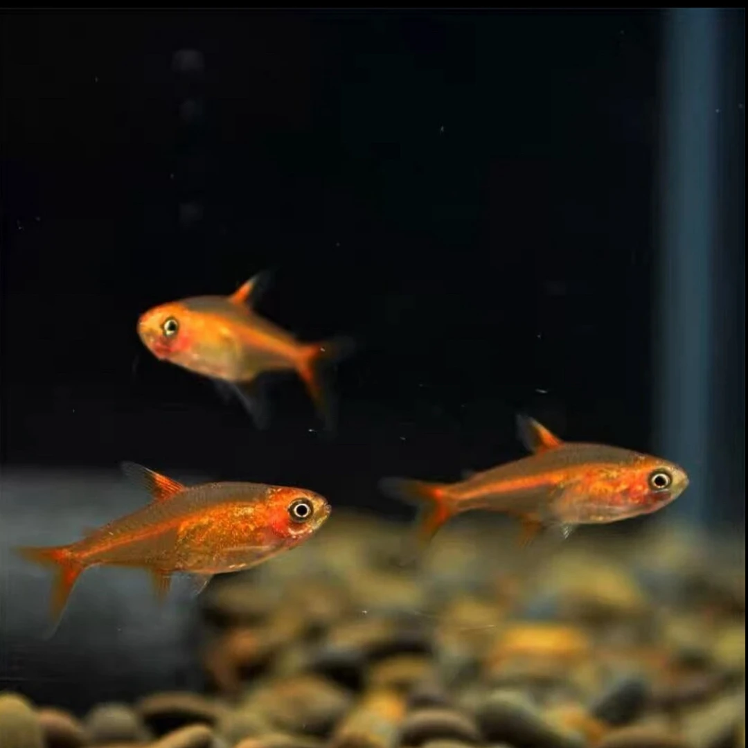喷火灯小型热带淡水灯鱼草缸群游观赏宠物活体