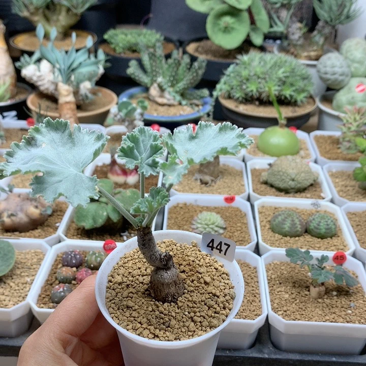 枝干杨葵带盆447