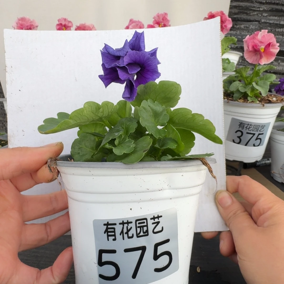 无花朵575号角堇