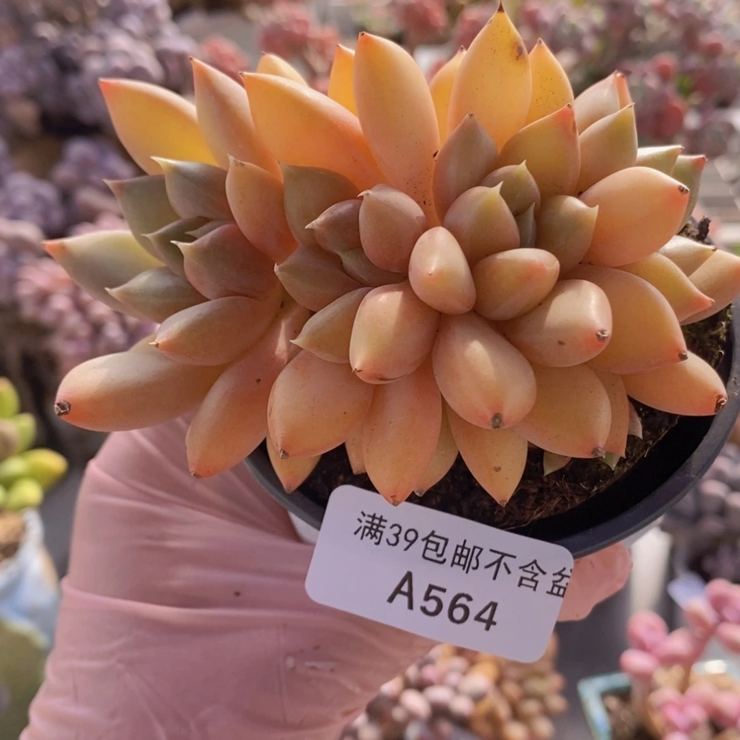 黄金象牙奶朵朵缀9cm564多肉植物