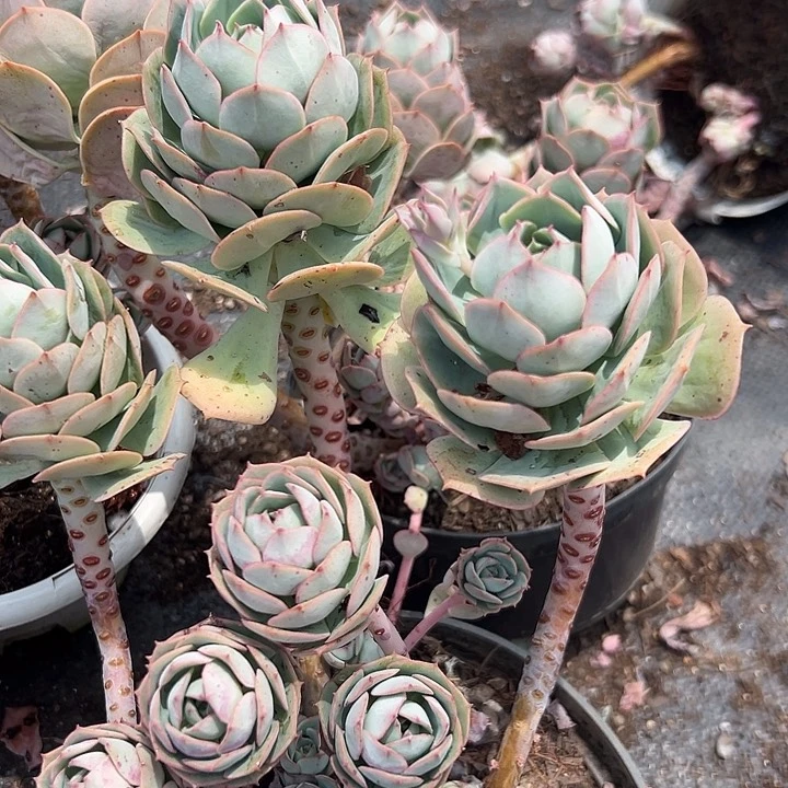 无花朵克罗地亚玫瑰两盆。