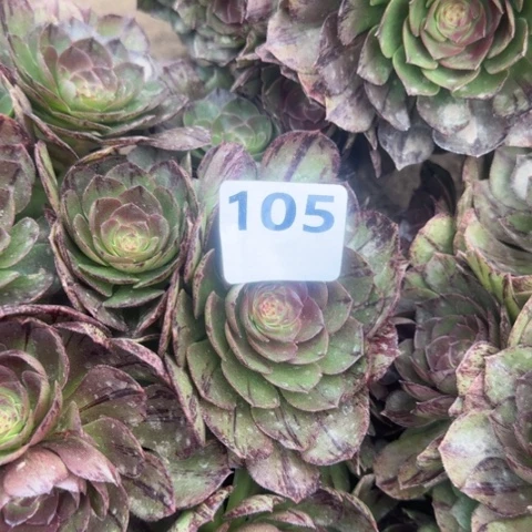 芳****体法师万拉丝18-5