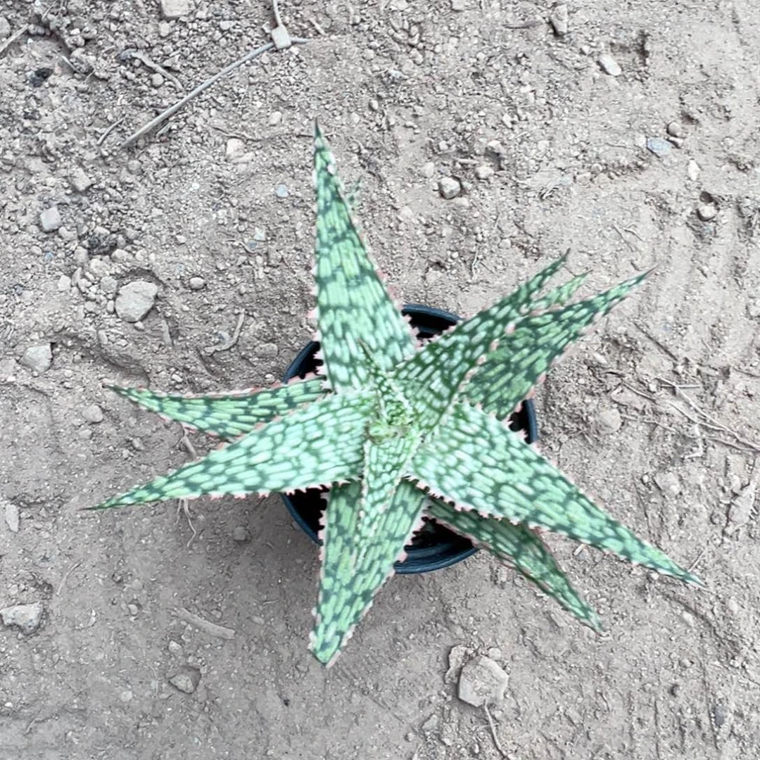 大***西零零落落 零零落落