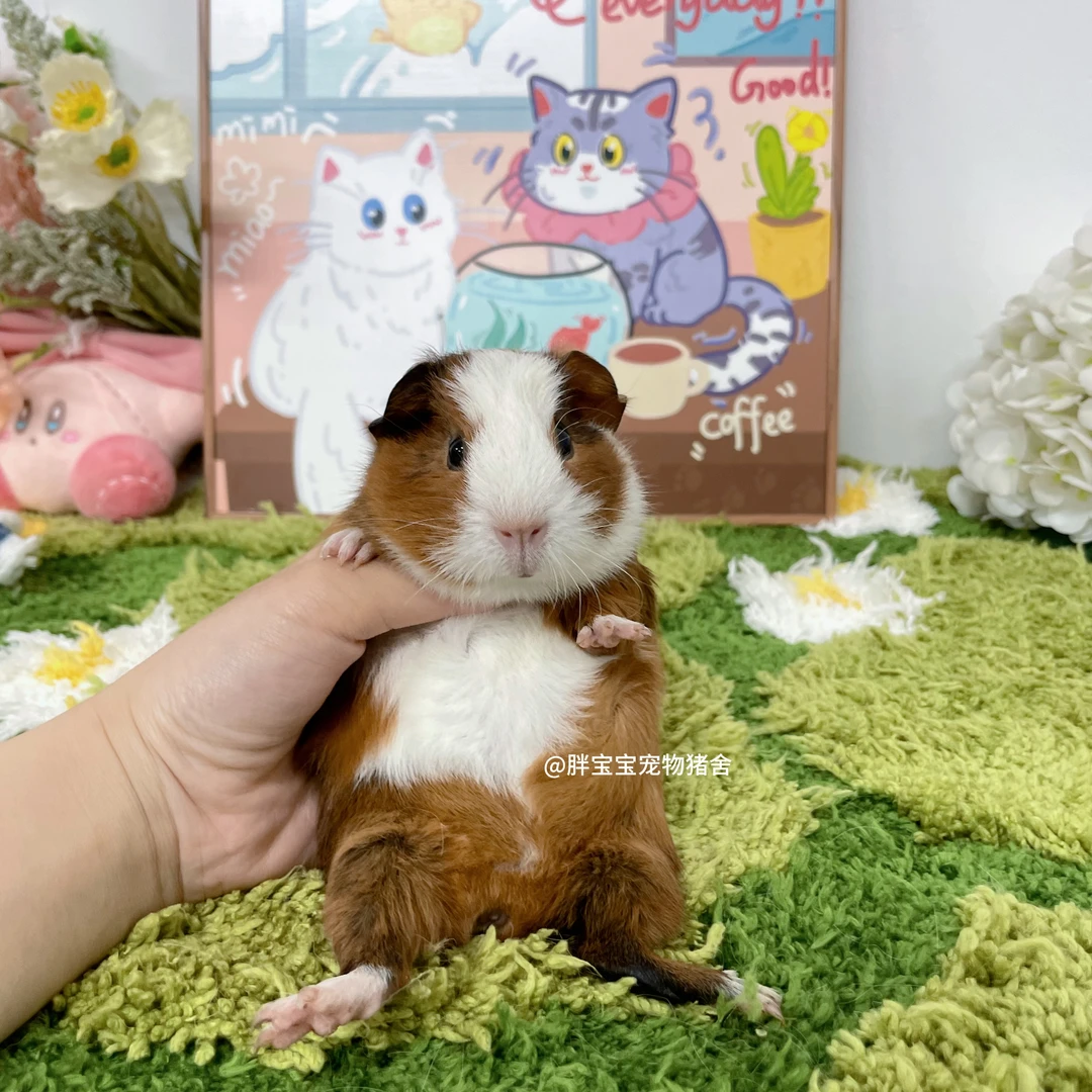 三花开脸英短弟弟 顺丰包邮