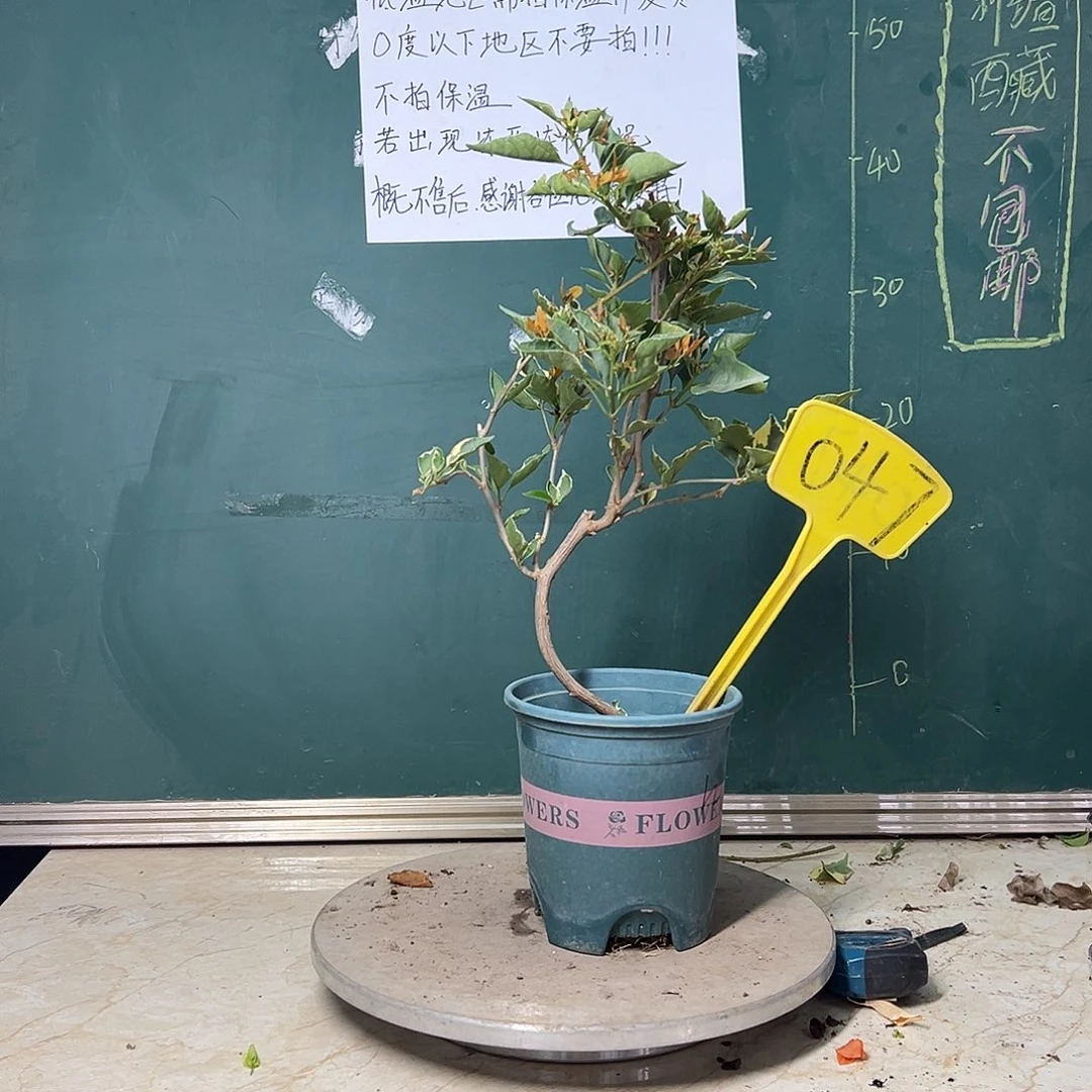 完全开放 造型 黄蝶  047