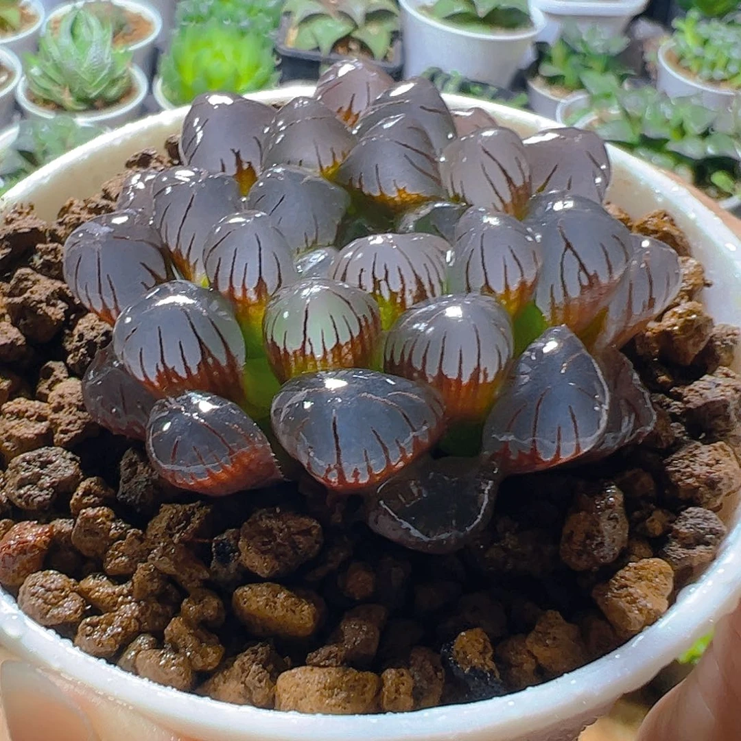 紫姬冰灯玉露多肉多肉一颗