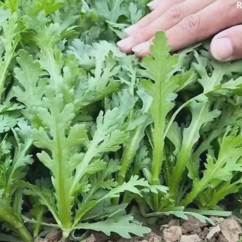 .【割完又长】大叶茼蒿菜四季皇帝菜阳台庭院盆栽四季秋冬蔬菜新鲜