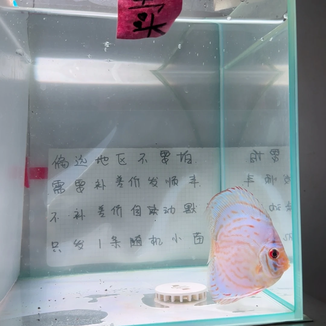 七彩神仙鱼肉身7-8偏远地区不拍