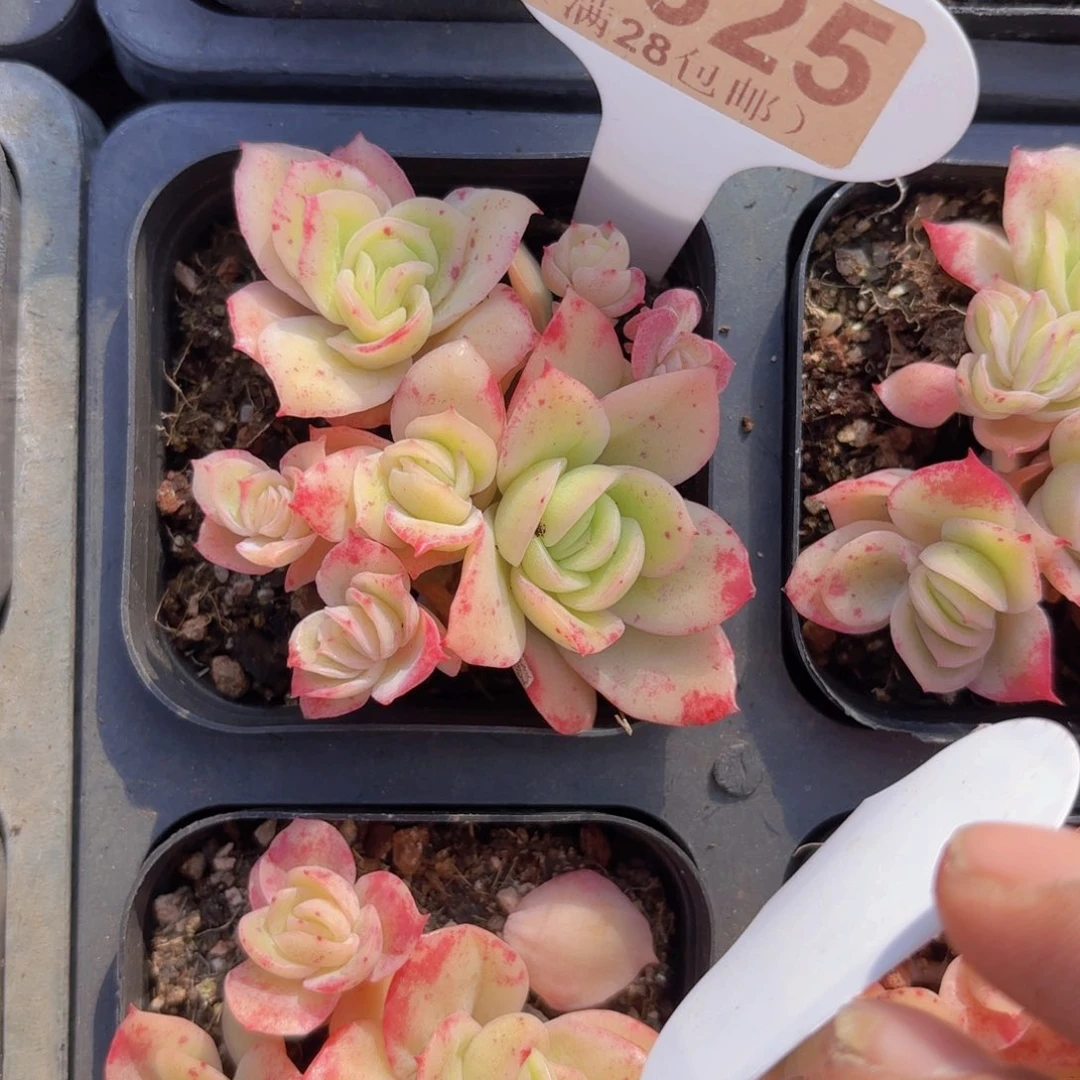 C625冰玫瑰锦一物语拍