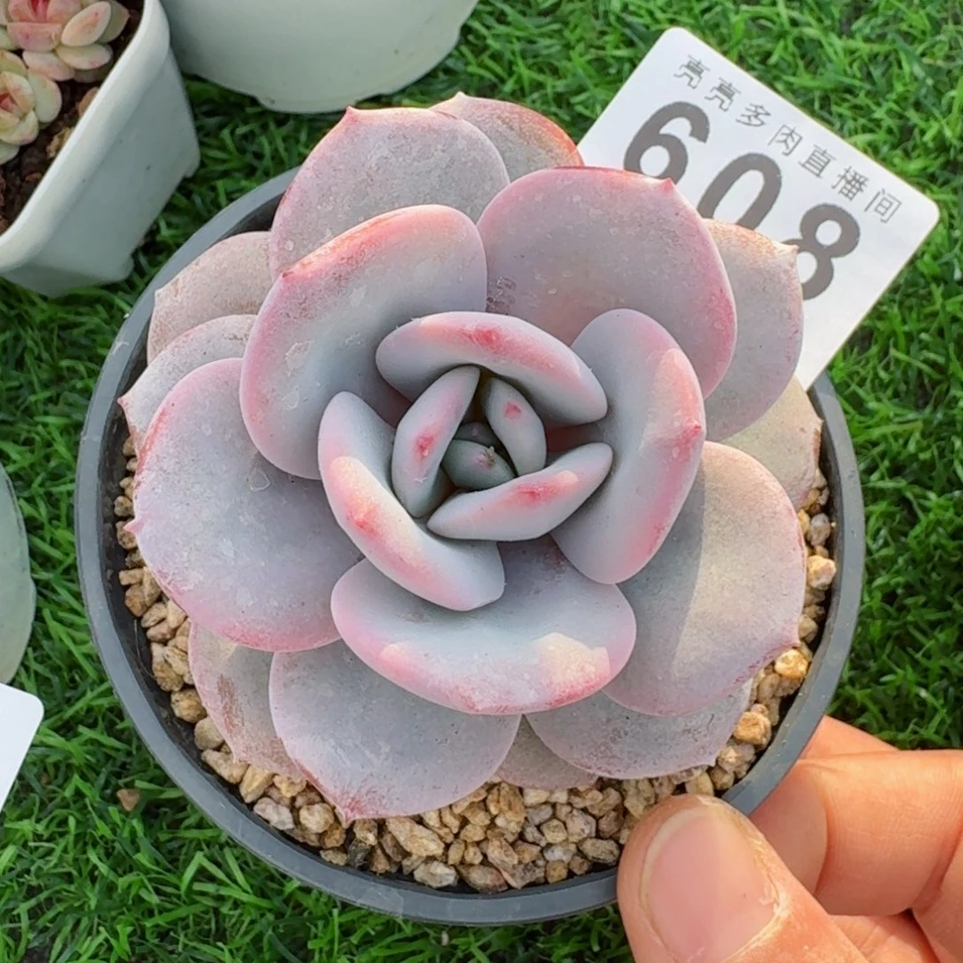 韩版奶茶      愿你一路坦途，乘风破浪展宏图