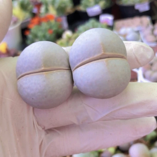 0151，3厘米如图两颗高尔夫