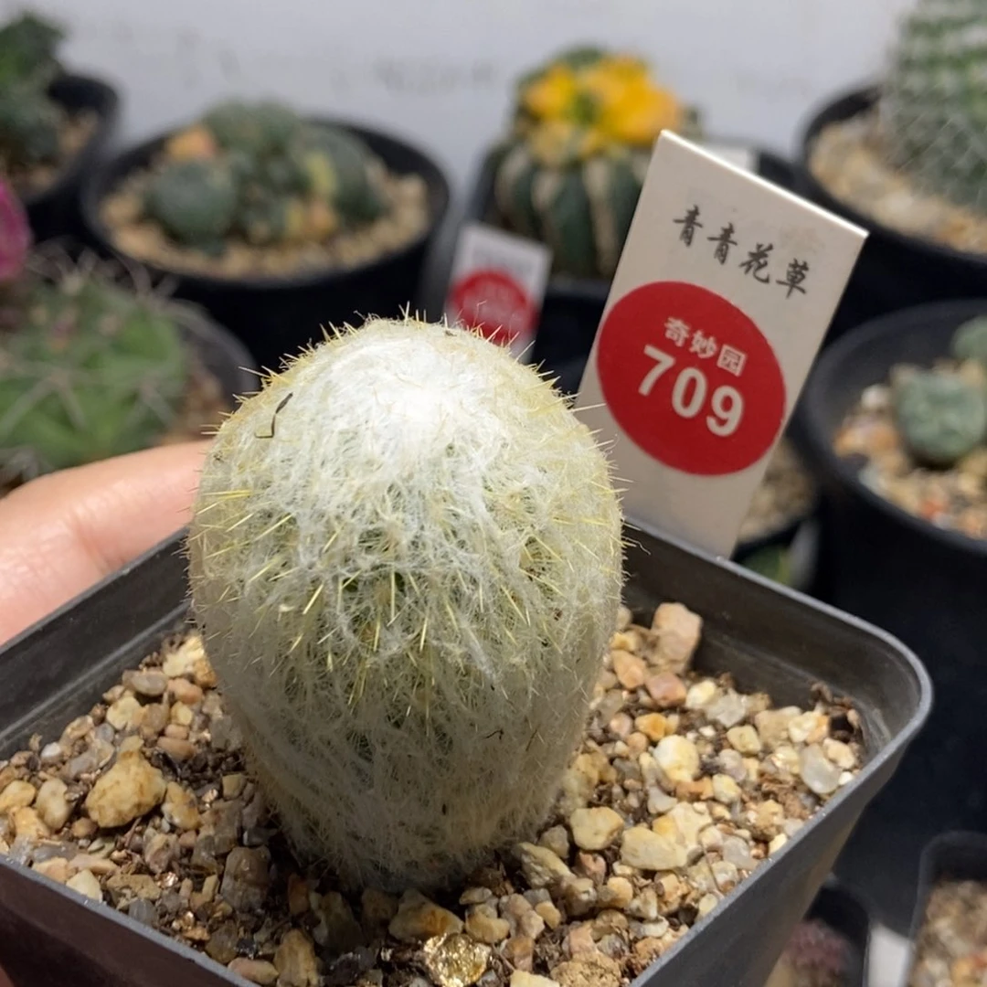 实生浓毛白云高砂一颗