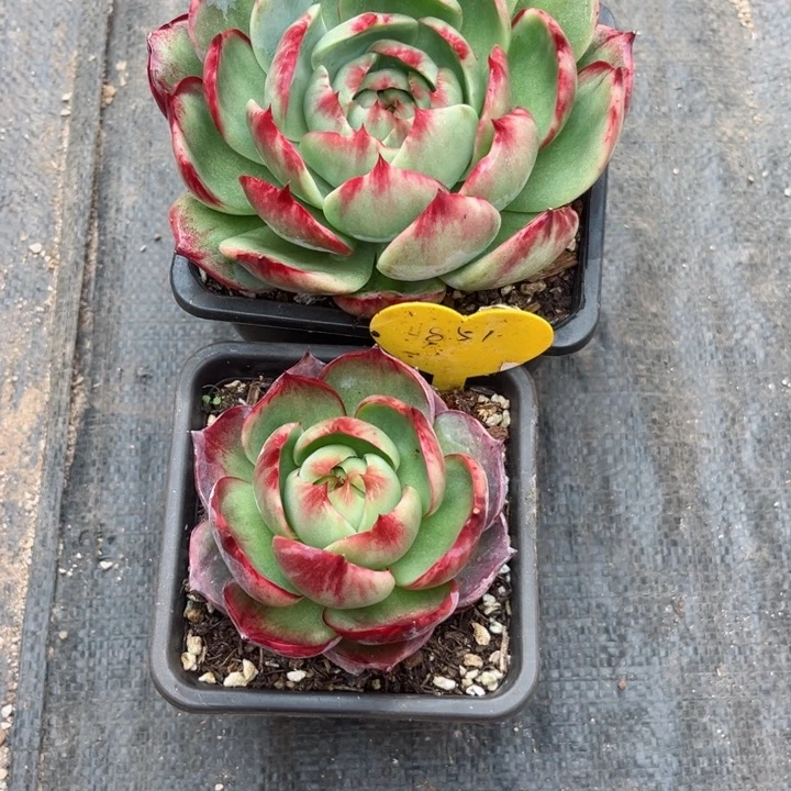 倩****惊鸿仙子多肉植物A4851