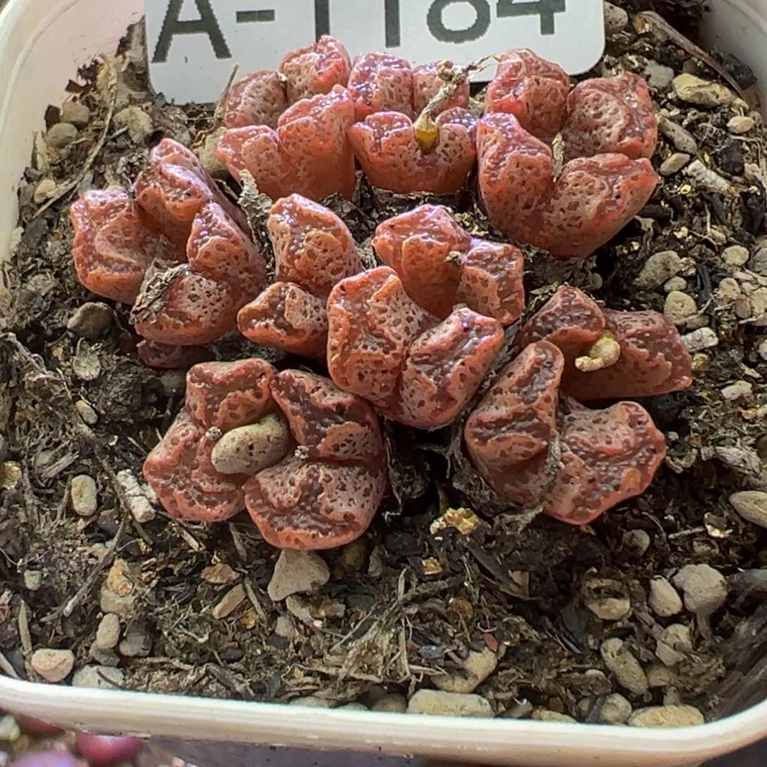 多肉植物1111111111111111