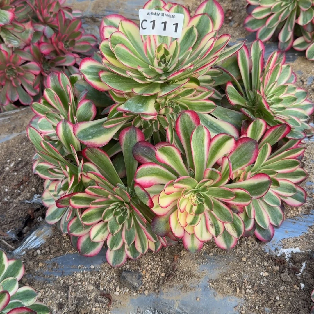 111瑶光。多肉植物