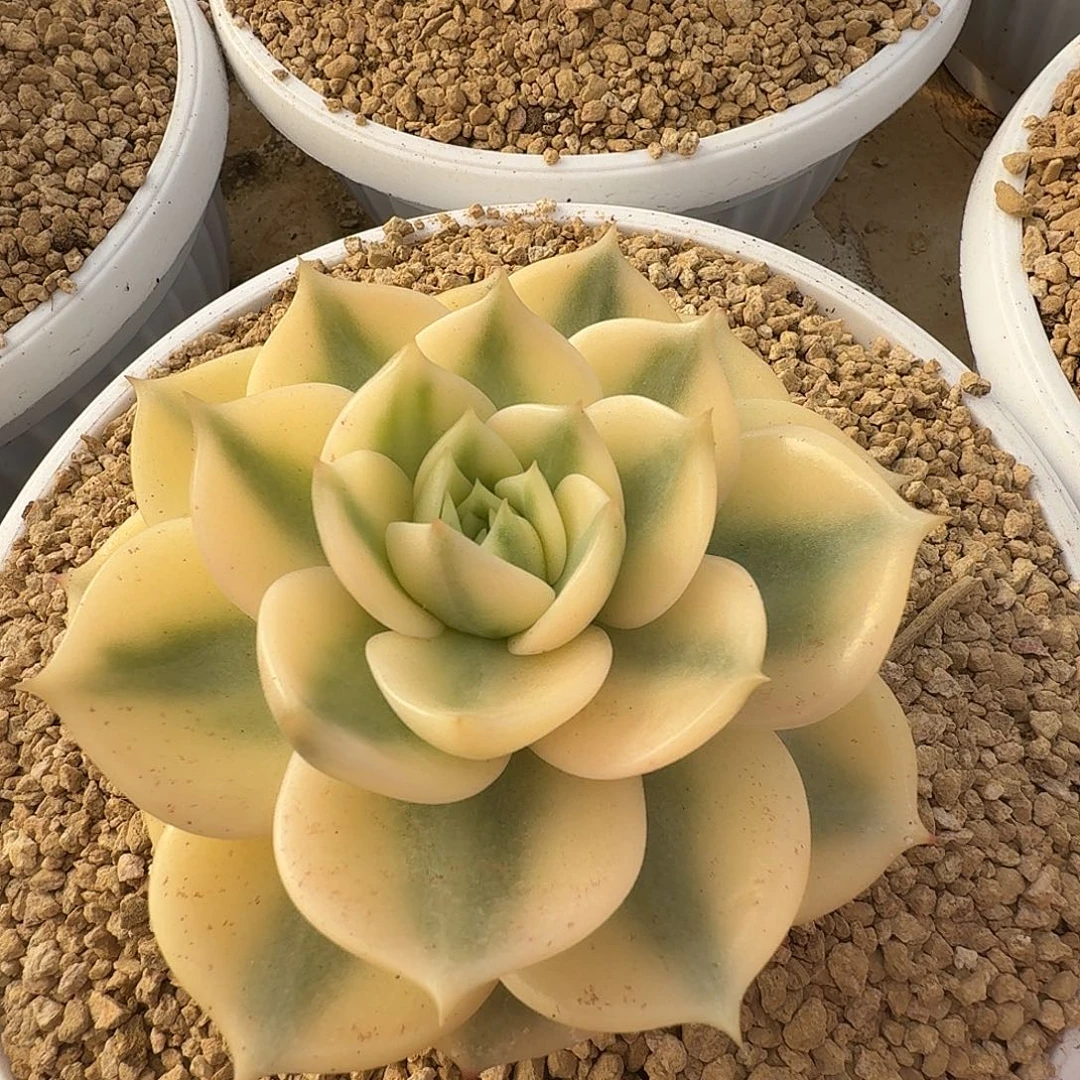 贝加尔湖锦11104/301