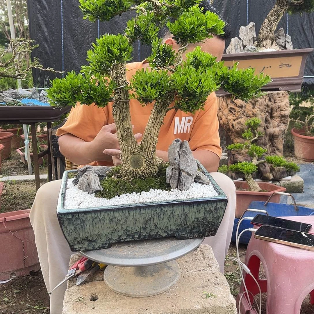 当前无花栽培后可以开花