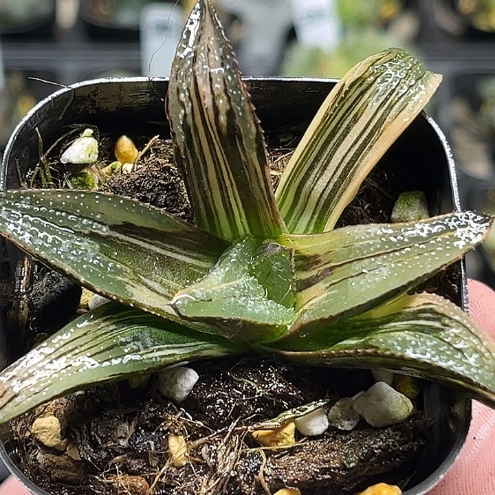 270芭提雅茜云锦头家多肉十二卷