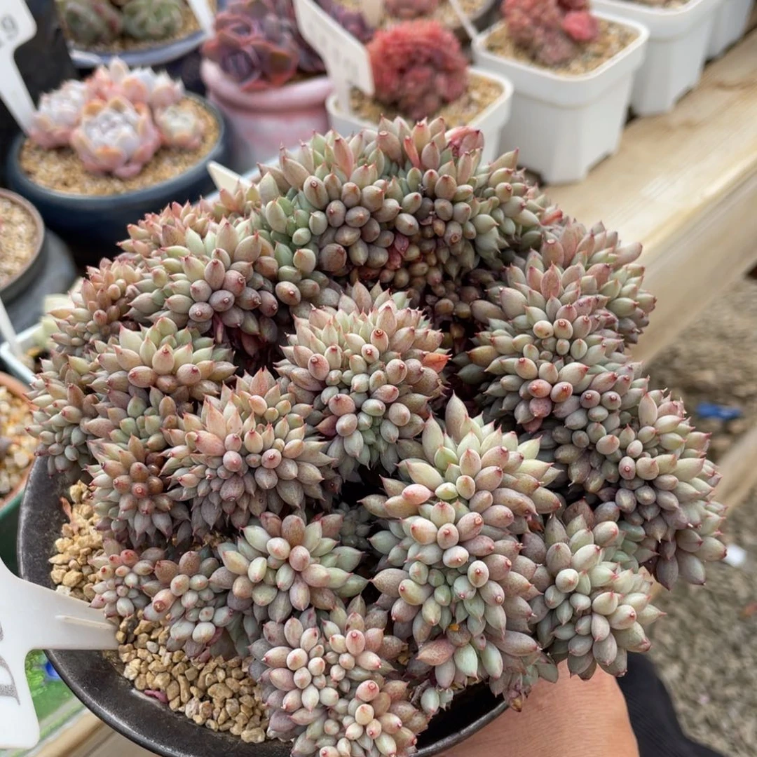 309不认识不带盆16厘米