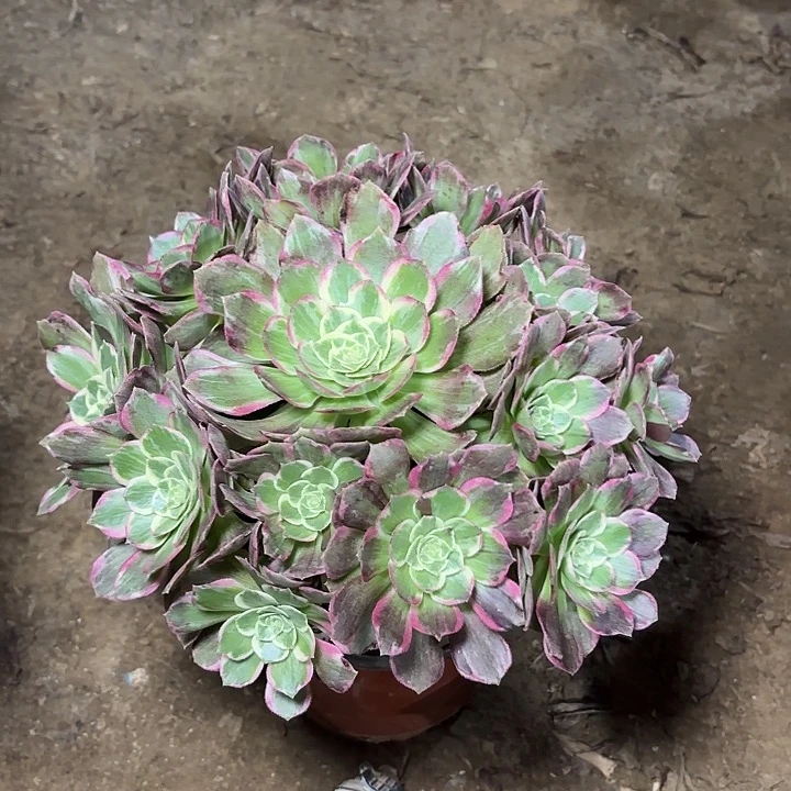 多肉植物万花筒26